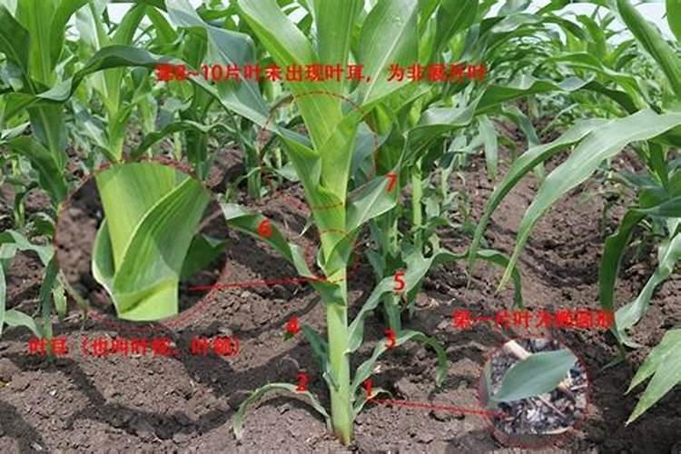 一水柠檬酸可以浇花吗