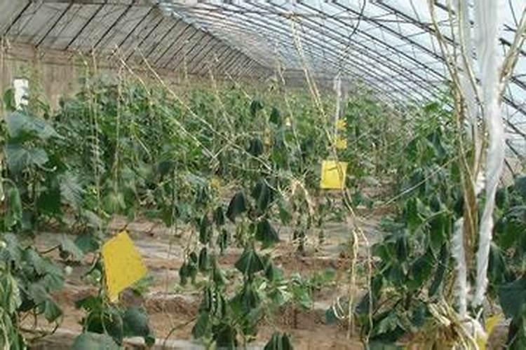 国光根宝氨基酸配兑多少水稀释？
