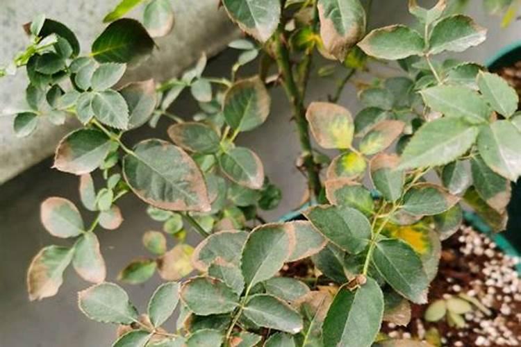 种植红薯时,应该如何施肥？施肥时要注意哪些问题