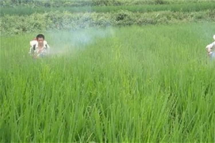 水稻分蘖期喷什么叶面肥好