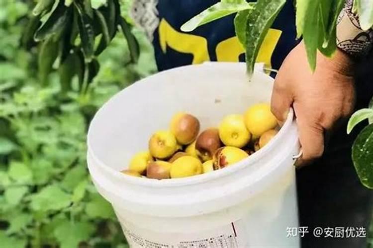 冬枣喷施钙肥有哪些作用,如何选择钙肥