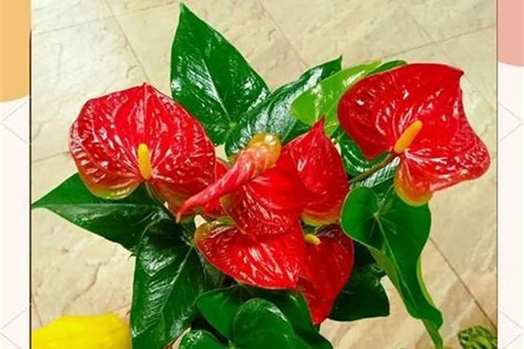 红掌用什么肥料最好