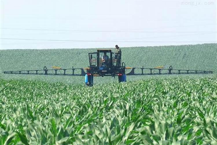 桃子后期落果怎么回事桃树打什么药不掉果