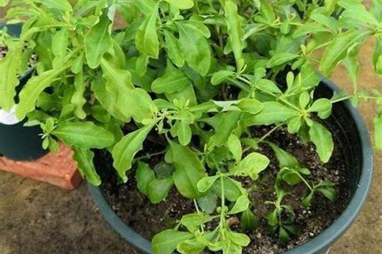 开花植物施什么肥料