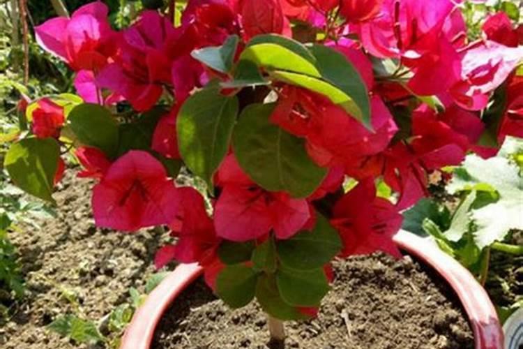 怎么种植巴西木