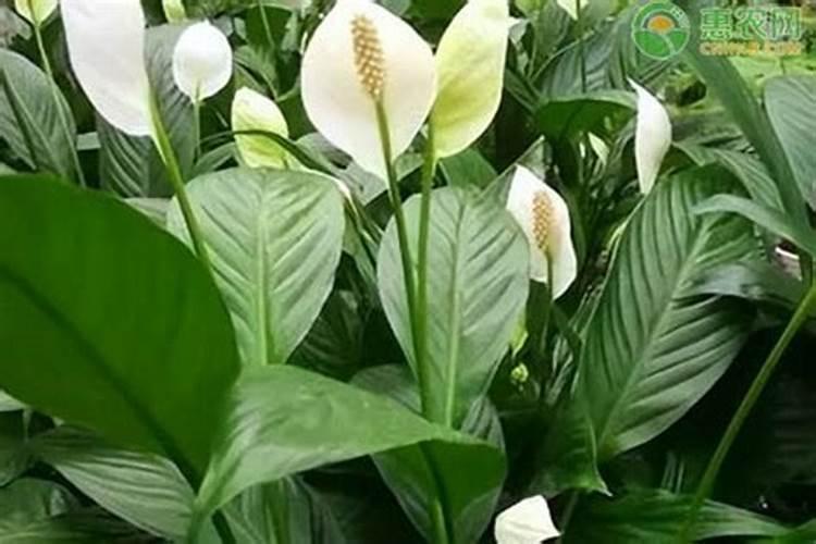 白掌怎么养护花苞狂冒