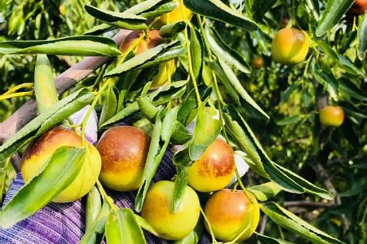 枣树什么时候施肥最好 枣树的施肥时间