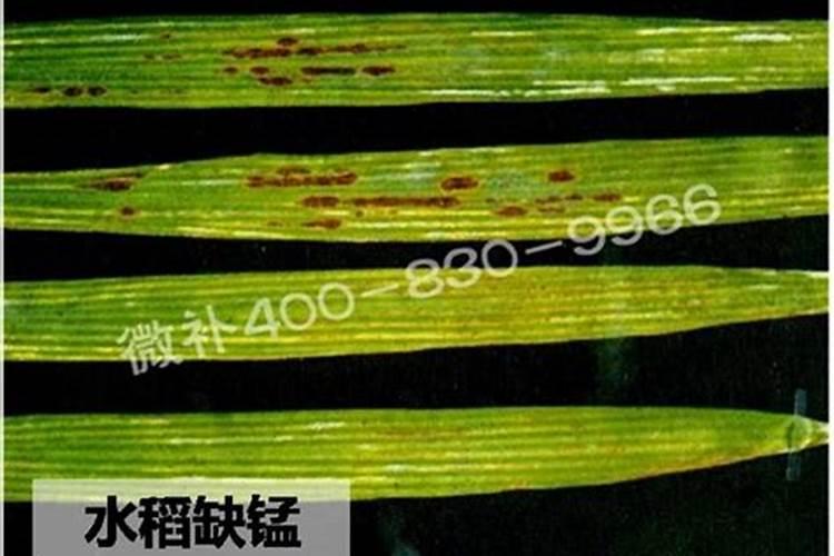 水稻撒过复合肥了,不变青反而变黄了,为什么？