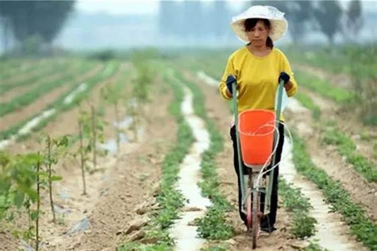 白芷种植比较常见,白芷种植后怎么管理好？