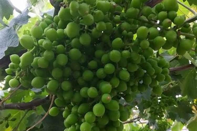 氨基酸水溶肥叶面喷施的效果