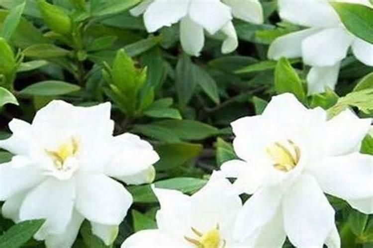 氮肥料用于哪些植物