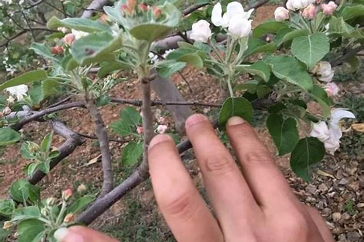 柑橘花少果少,用什么水溶肥进行管理？