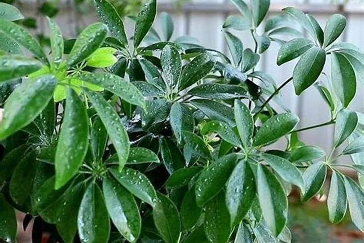 发财树施肥用什么肥料
