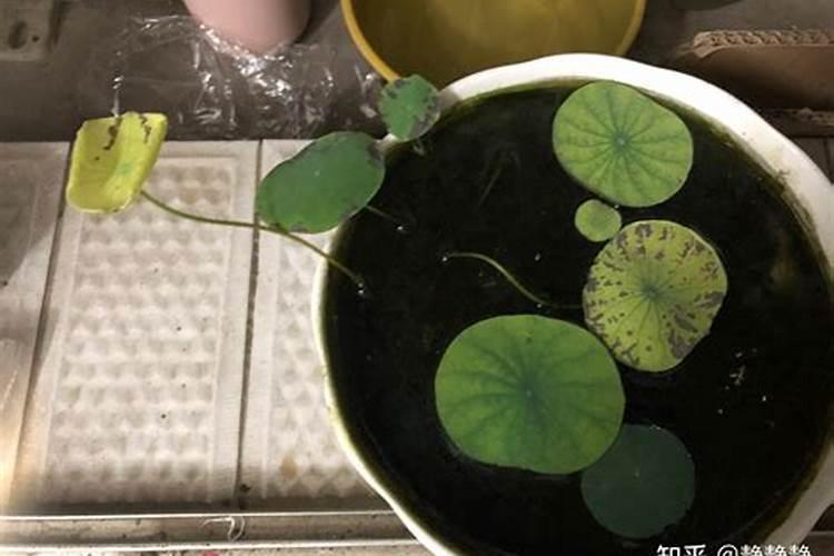 水稻可以直接播种吗