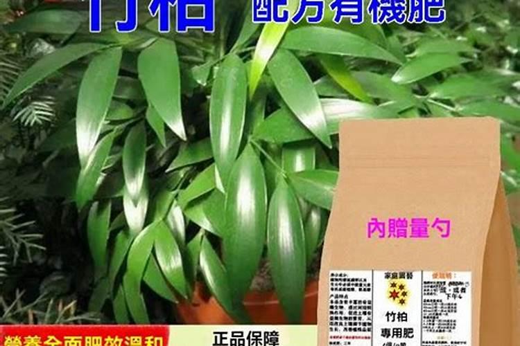 竹柏怎么施肥 竹柏的施肥方法及注意事项