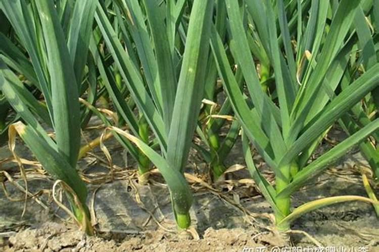 长寿花冬季施什么肥