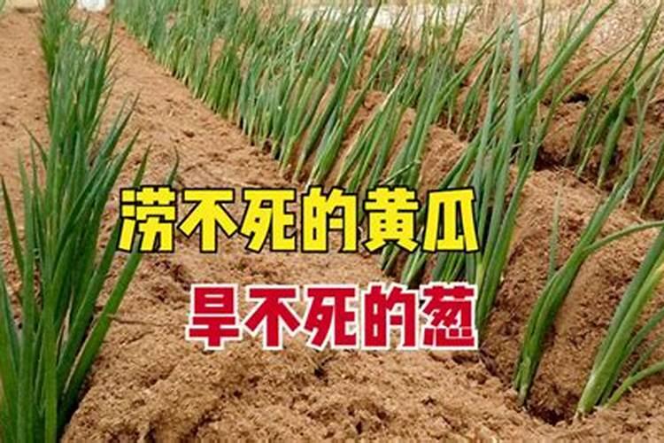 葱要加什么肥料最好