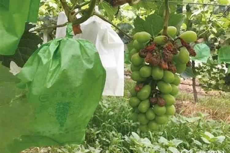 阳光玫瑰采摘前如何增甜呢