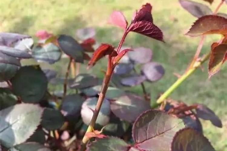 甘蔗生长至一半变细了该怎么去处理