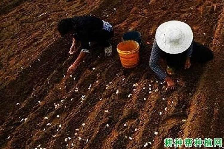 大蒜种植要用什么肥料？