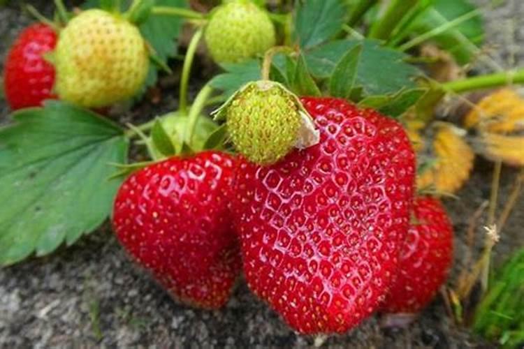 草莓果实膨大期是什么时候？用什么肥料结果多？打什么叶面肥能够提高坐果...