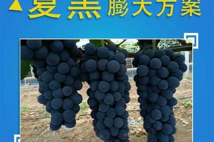 夏黑葡萄上色用什么药好？？？