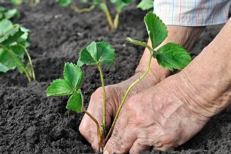 白糖和黄糖有什么区别