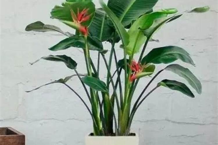 天堂鸟用什么肥料好