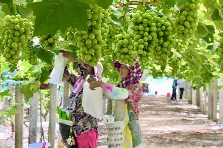 倍特电动车是杂牌车吗