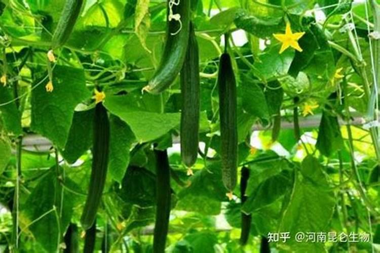 种黄瓜要什么底肥复合肥