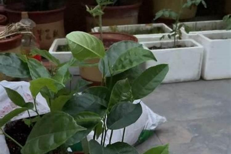 波萝是如何种植的