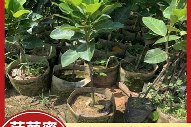 波萝密这个时候老掉叶是怎回事？