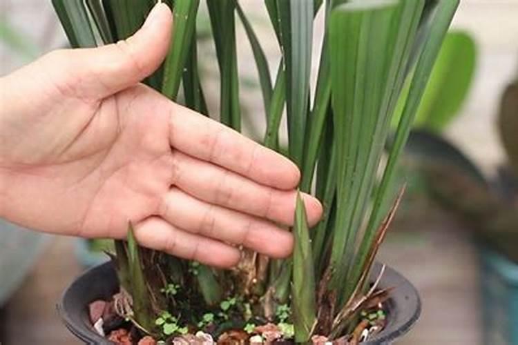 腐植酸水溶肥用在哪个时期效果更好