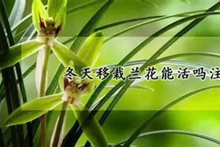 能不能给兰花施肥 夏天能不能移栽兰花