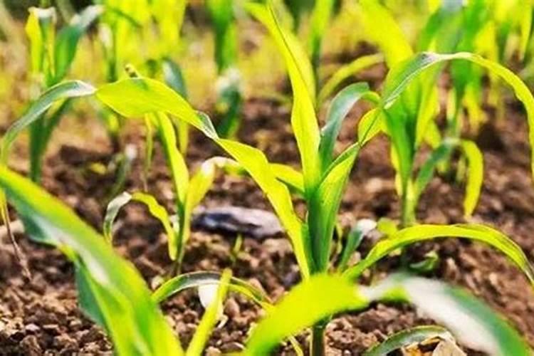 种植玉米一般施肥用什么化肥