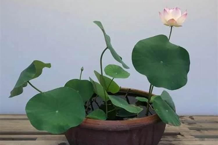 碗莲什么时候施肥