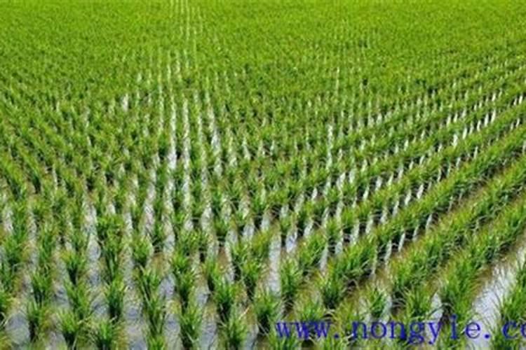 秋肥到底该如何选？高氮、平衡、高钾各有什么差别？