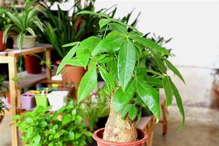 年桔种植怎样控制花期