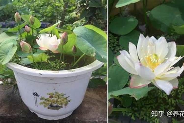 碗莲什么时候开始施肥