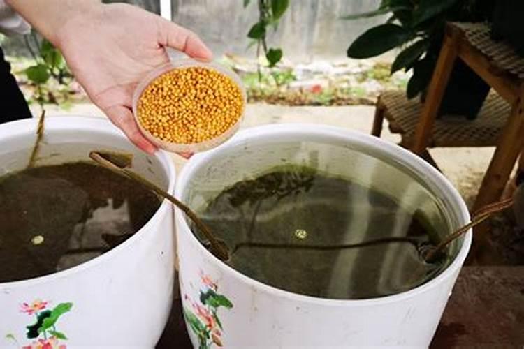 碗莲什么时候施肥 碗莲啥时候施肥