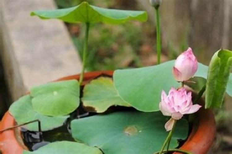 草莓什么时候施肥最好？