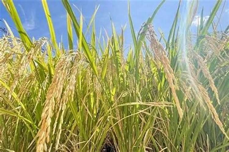 多肽控释流体氮肥多少钱一斤