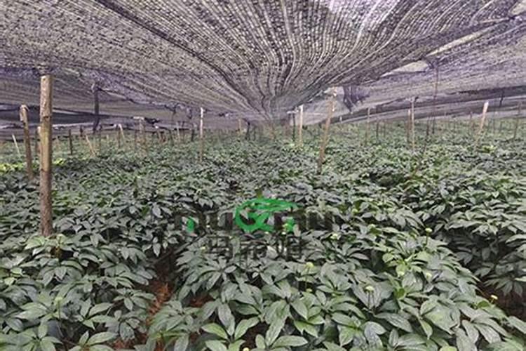 三七黄叶病的原因及治疗处理方法