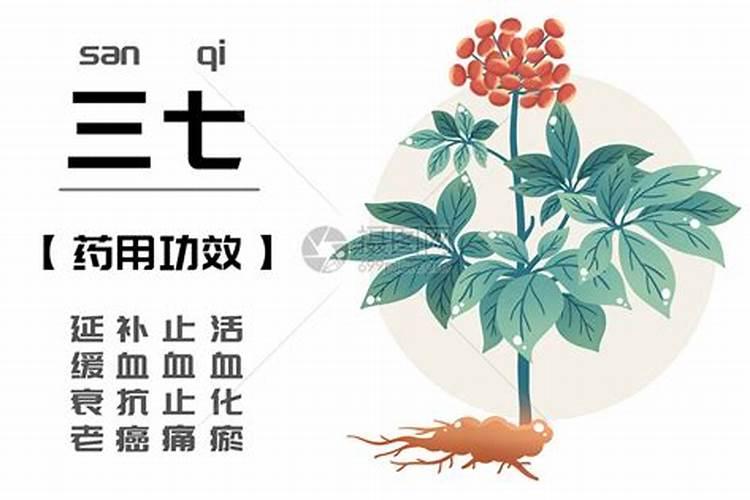 三七怎么种植方法