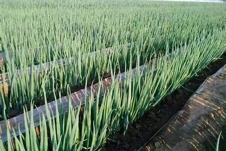 种植大葱后期该怎么浇水？