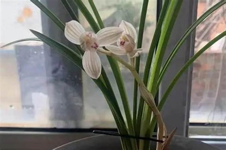 白兰花用什么肥料最好(白兰花怎么施肥长得快开花多)
