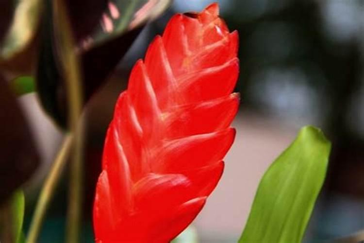 鸿运当头怎么养开花,5个要求必须要做到