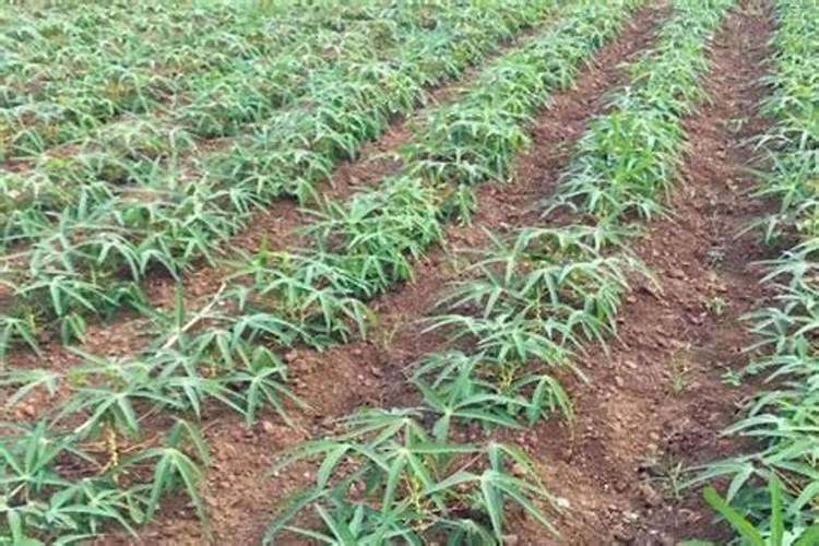 硝酸钾最佳搭配肥料