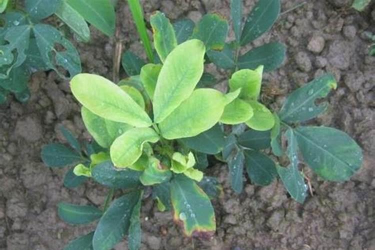 如何解除花生肥害？