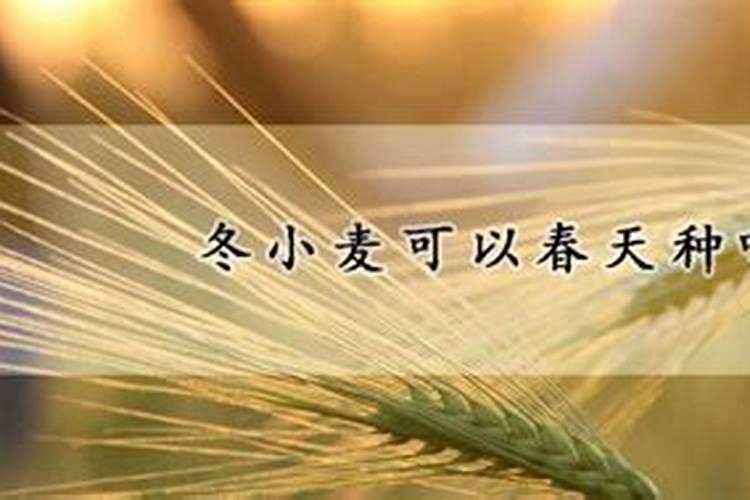 冬小麦施肥用什么肥好 使用什么肥料好